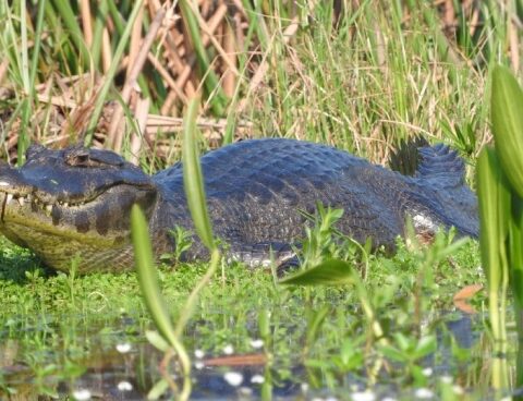 They rescue native animals to take them to other areas after fires in Corrientes