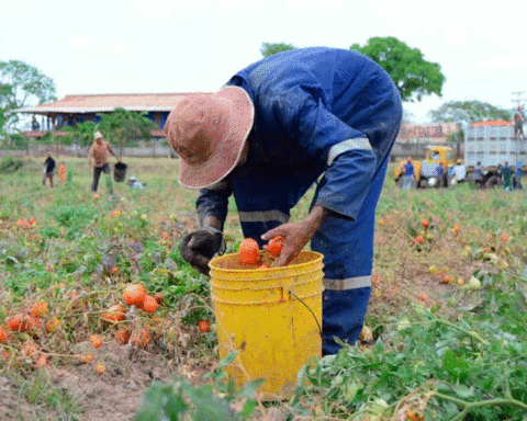 Two criminal gangs ask producers in Guárico for vaccines