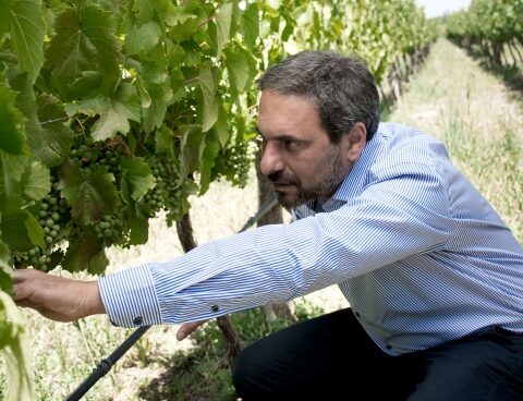 Viticulture: lower production, higher prices and exports tied to the war