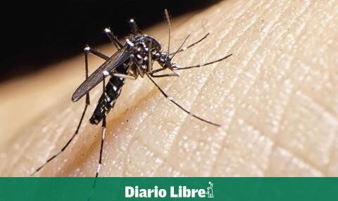 What you need to know about dengue in the DR