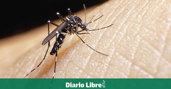 What you need to know about dengue in the DR