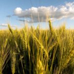 Wheat marked a historic escalation and puts pressure on domestic prices