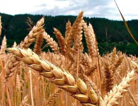 Wheat reached its highest value in 14 years: US$ 368.54 per ton