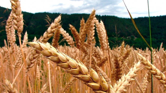 Wheat reached its highest value in 14 years: US$ 368.54 per ton