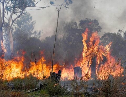 Wildfires generated worst carbon emissions in 20 years