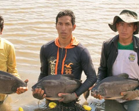 With Bs 265 million, the Government seeks to strengthen fish production in Bolivia