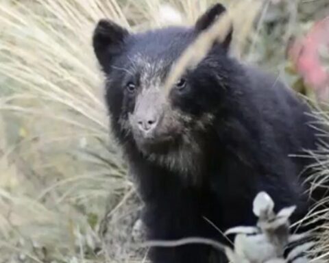 'World Wildlife Day': The Andean condor, spectacled bear and 10 other species in danger of extinction