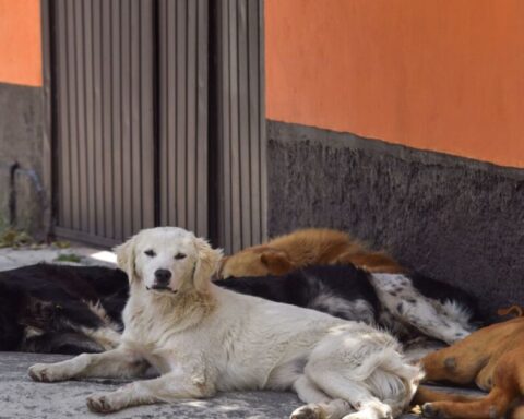 2 men are linked to the process for crowding dogs in Edomex