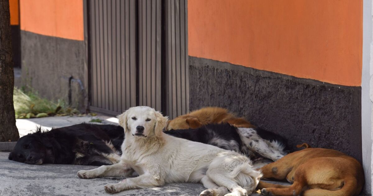 2 men are linked to the process for crowding dogs in Edomex