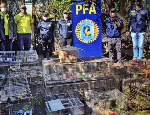 About 100 birds illegally offered on Facebook are rescued in Mar del Plata