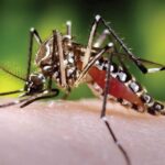 Alert for the circulation of a variant associated with Dengue in Cartagena