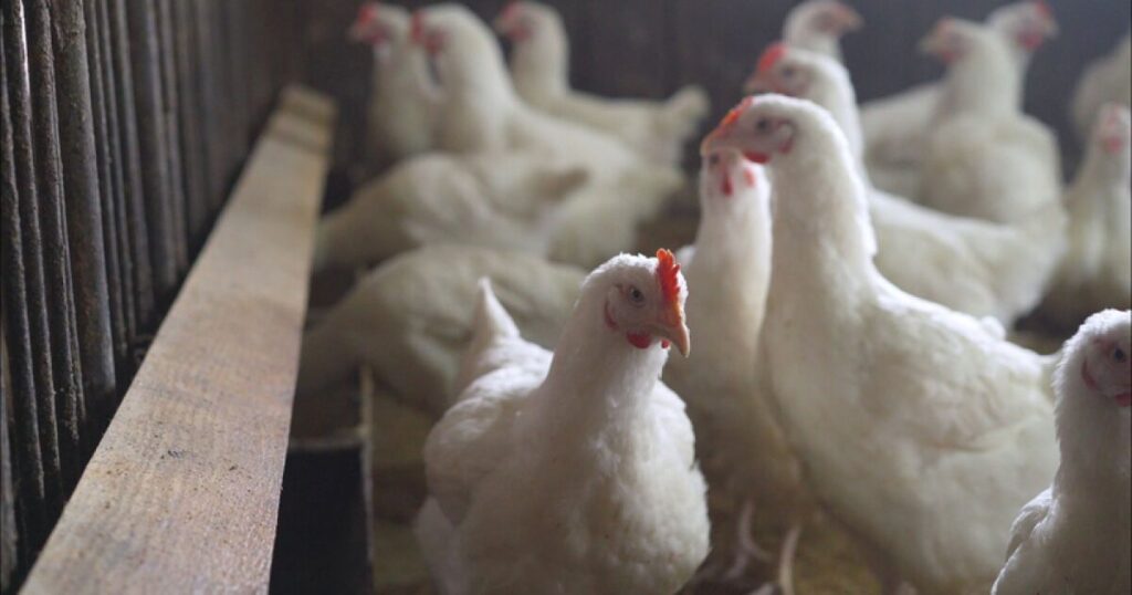 An outbreak of bird flu in Coahuila causes the sacrifice of 70,000 birds