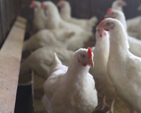 An outbreak of bird flu in Coahuila causes the sacrifice of 70,000 birds