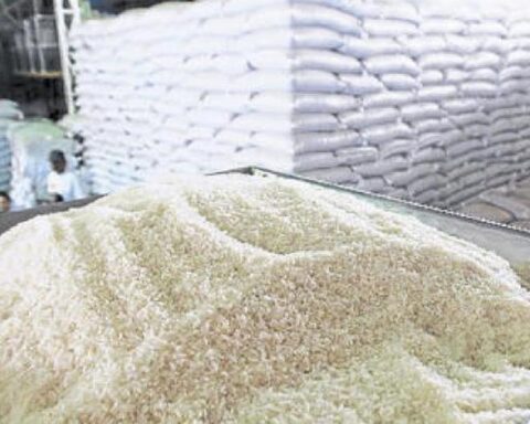 Apear: Rice price would rise up to 40% due to high fertilizer costs