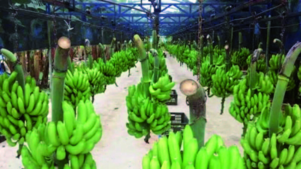 Argentina defers payments; banana trees are at risk