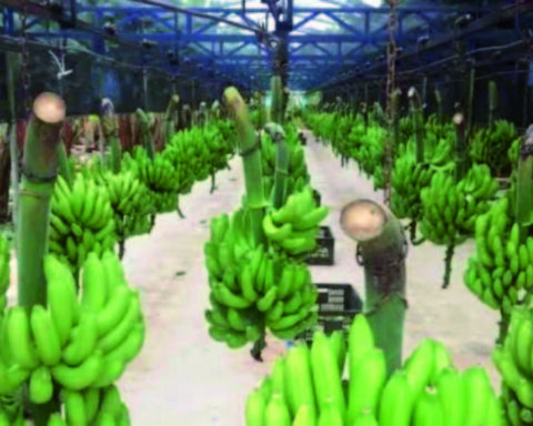 Argentina defers payments;  banana trees are at risk