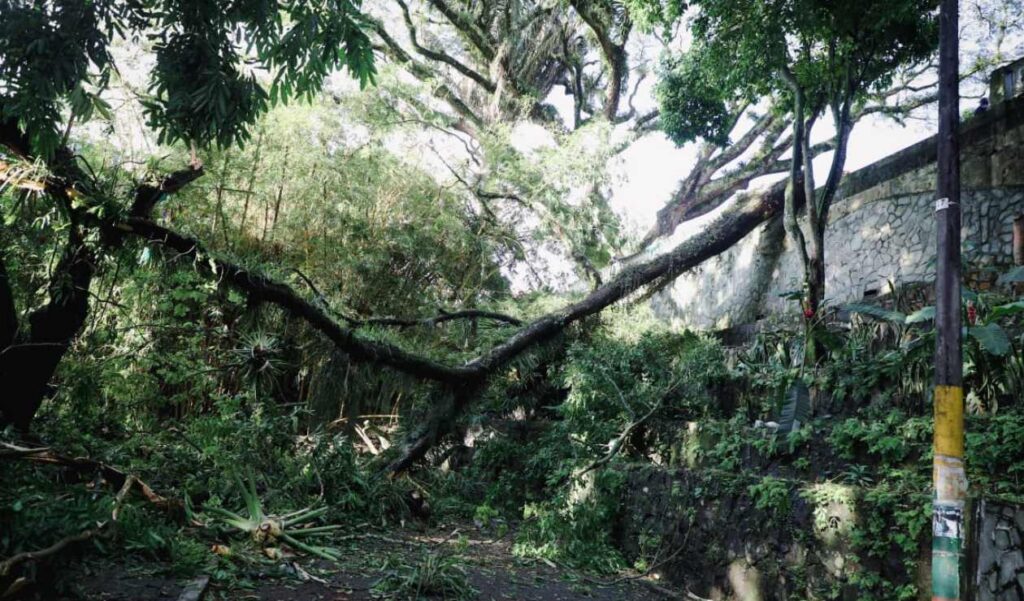 Authorities investigate tree fall that claimed the life of a man in Ibagué