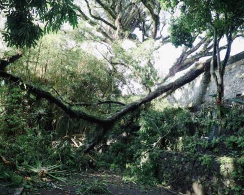 Authorities investigate tree fall that claimed the life of a man in Ibagué