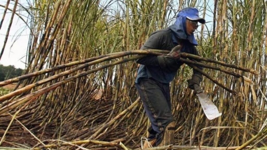 Cane growers go to blockade due to export restrictions