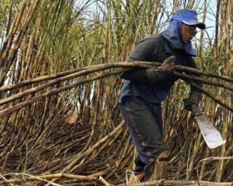Cane growers go to blockade due to export restrictions
