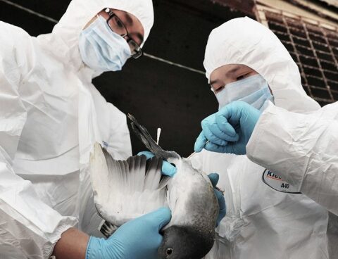 China detects the first case of H3N8 bird flu in a human