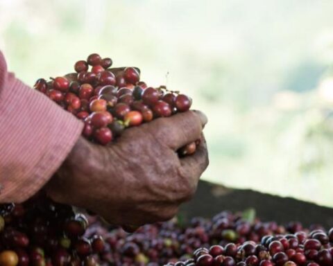 Colombian coffee seeks to conquer the Nordic market