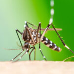 Confirm the first two cases of Chikungunya in the year