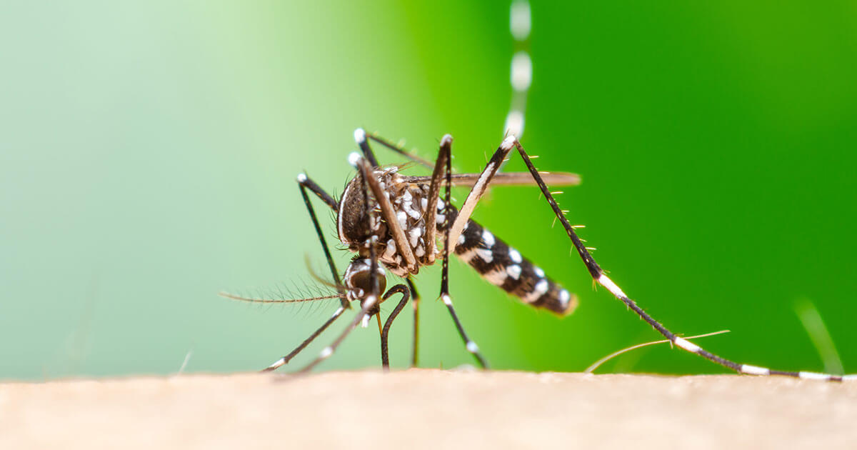Confirm the first two cases of Chikungunya in the year