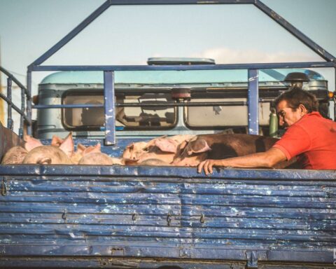 Ante la falta de pienso, las autoridades del sector agropecuario han pedido a los productores utilizar otras opciones como la siembra de yuca o maíz para alimentar a los cerdos. Foto: Kaloian.