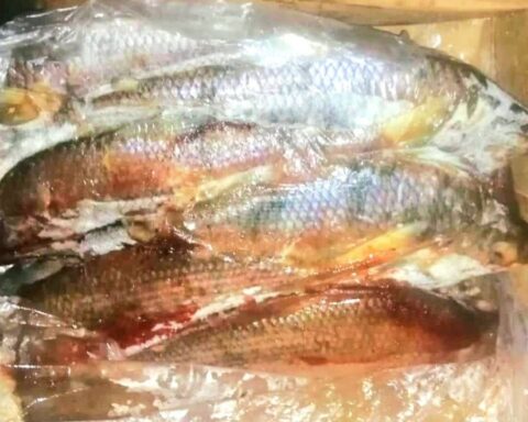 Customs seizes 16 tons of contraband fish in Santa Cruz