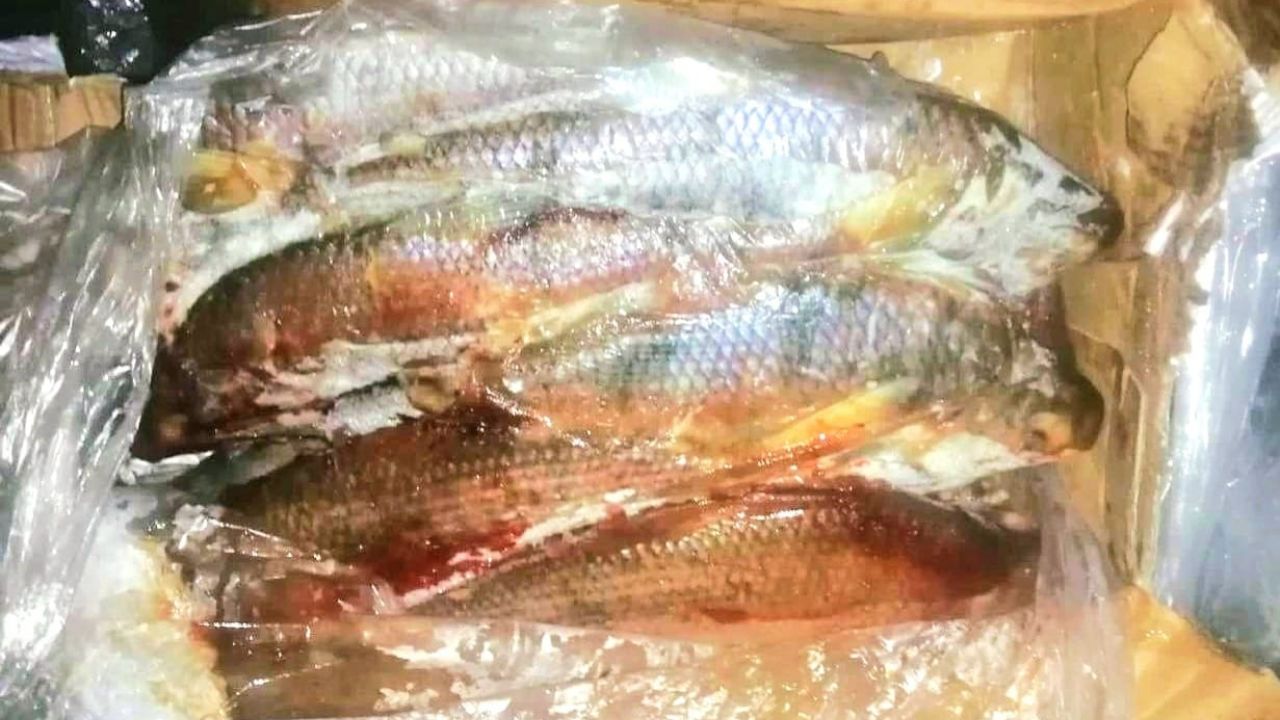 Customs seizes 16 tons of contraband fish in Santa Cruz