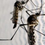 Dengue cases drop 29.2% in the city of São Paulo