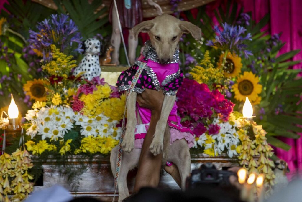 Devotees of San Lázaro pay promises with their pets in Masaya