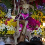 Devotees of San Lázaro pay promises with their pets in Masaya