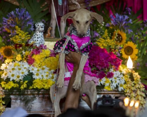 Devotees of San Lázaro pay promises with their pets in Masaya