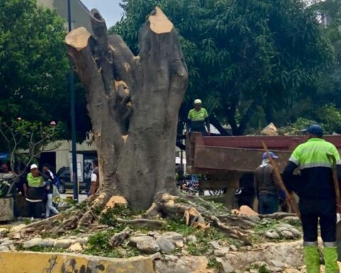 Directors of the Mayor's Office of Baruta cited for alleged illegal felling of trees