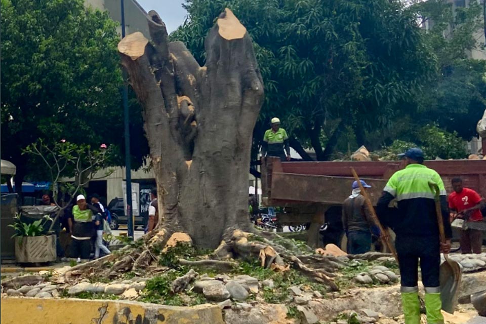 Directors of the Mayor's Office of Baruta cited for alleged illegal felling of trees