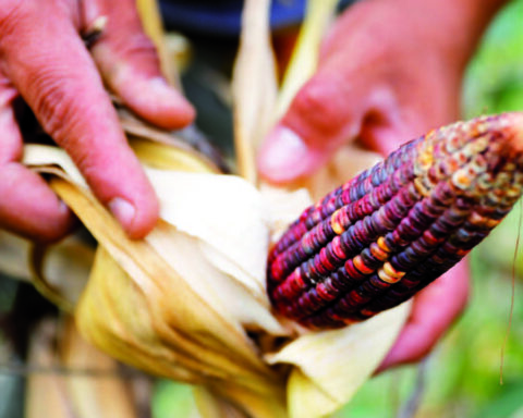 Emapa guarantees 100,000 tons of corn and will plant grain in the north of La Paz