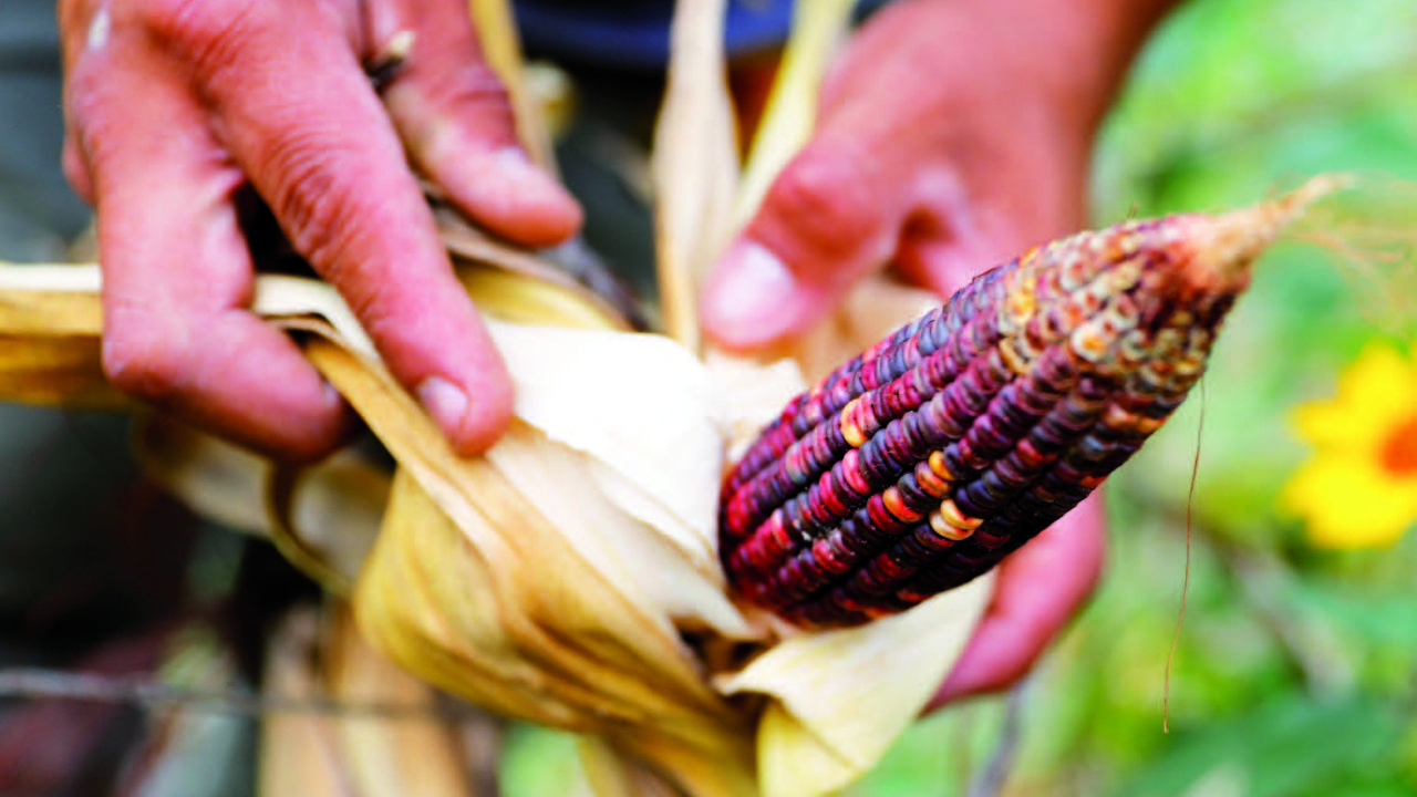 Emapa guarantees 100,000 tons of corn and will plant grain in the north of La Paz