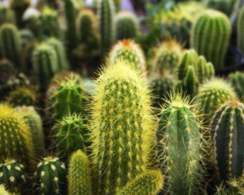 Even cacti fear global warming