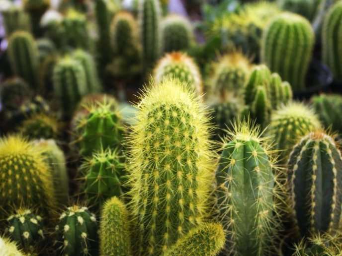 Even cacti fear global warming