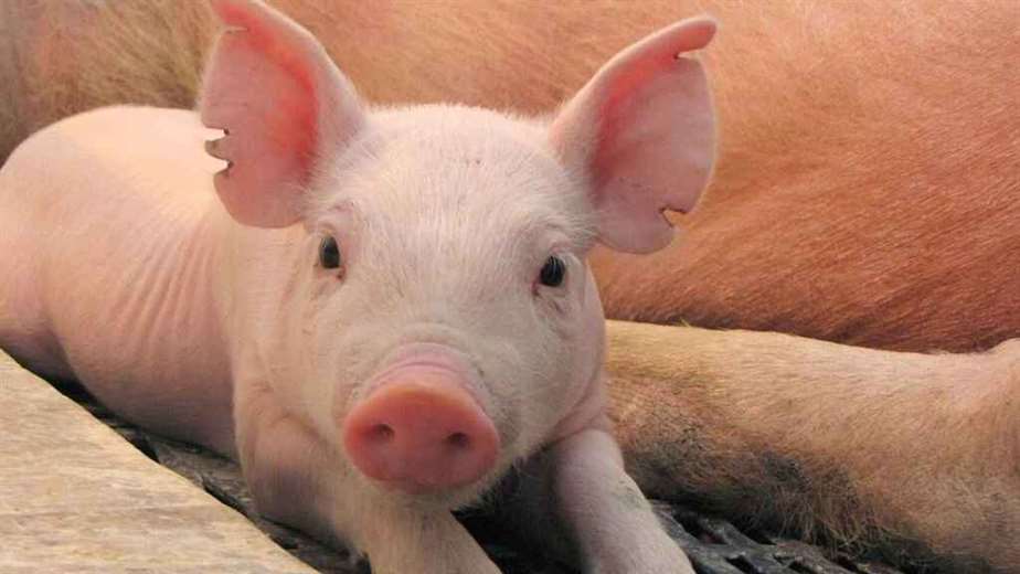 Even pigs deserve to be heard, say researchers