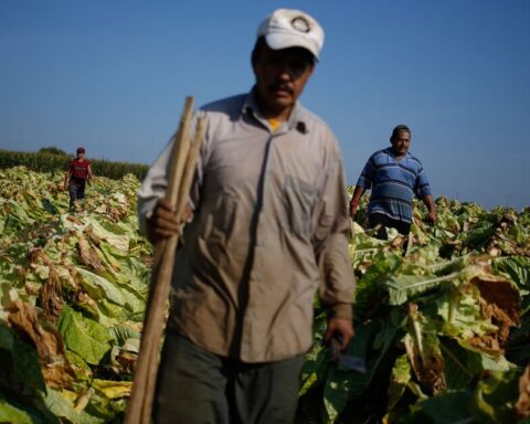 Fertilizer shortage will increase Mexico's food dependence