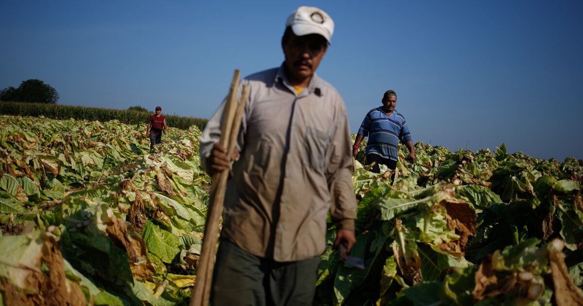 Fertilizer shortage will increase Mexico's food dependence