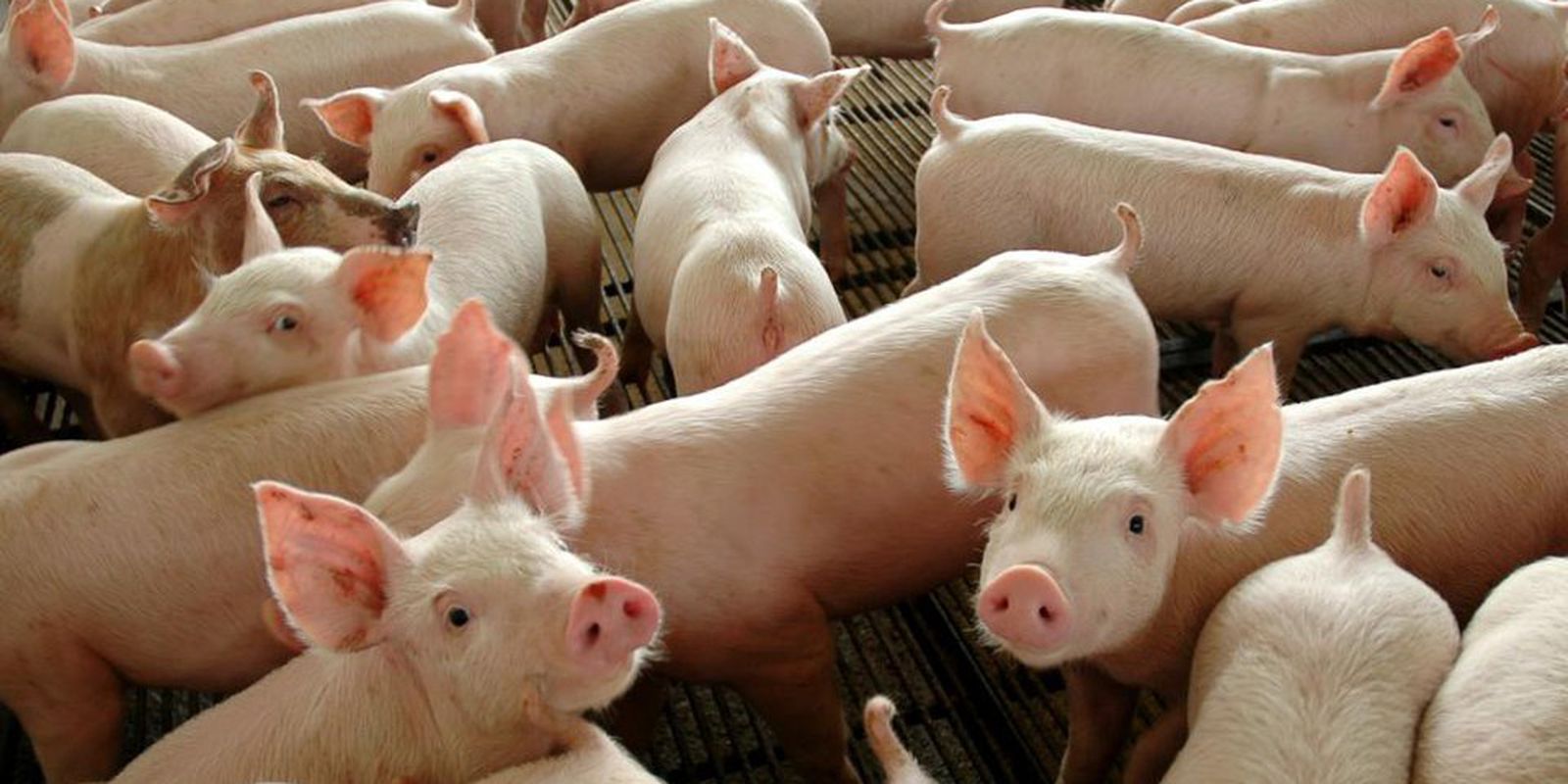 Government launches material to prevent African swine fever
