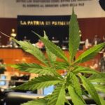 #GuestColumn |  Cannabis regulation: a legislative pending