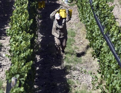 Harvest 2022: the wine sector expects a smaller harvest but of excellent quality