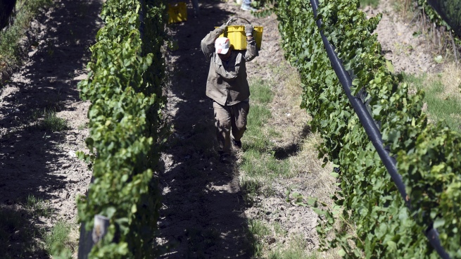 Harvest 2022: the wine sector expects a smaller harvest but of excellent quality