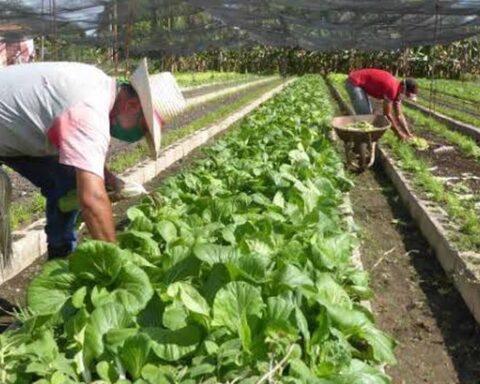 Learn about the program that seeks to promote small and medium-sized entrepreneurs in the agricultural sector