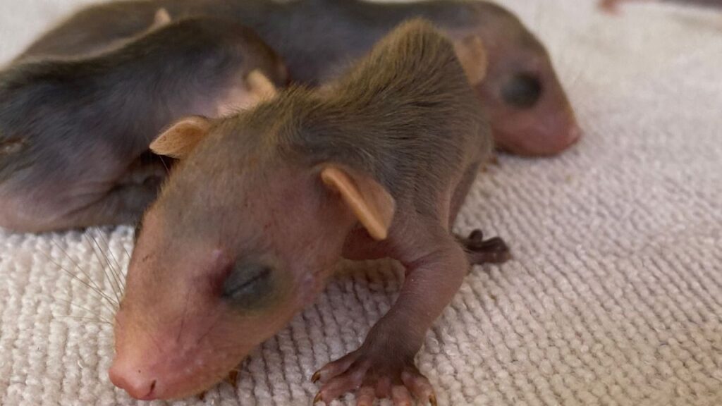 Look at the tender photos of the baby carachupas and a newborn sloth that were rescued in Santa Cruz